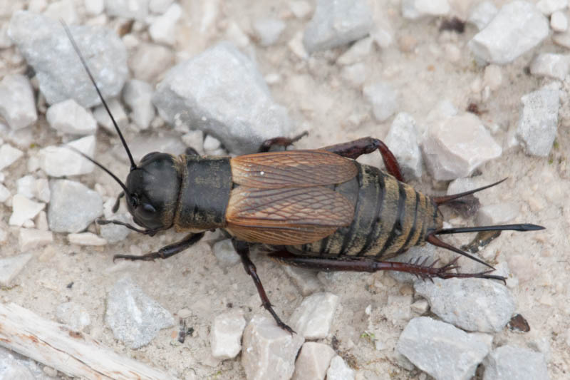 Gryllus campestris (Field Cricket).jpg